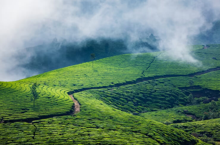 The Planet Munnar
